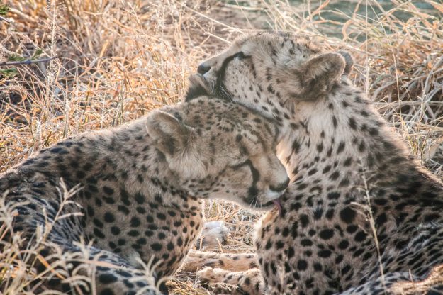 Love fest at the Cheetah Conservation Fund
