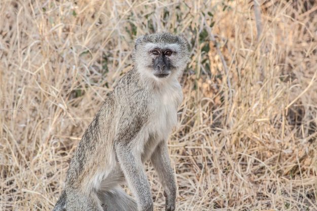 Vervet monkey, Mahango Core Area in the Bwabwata National Park on the western side of the Caprivi (bright blue man parts have been censored from this photo)