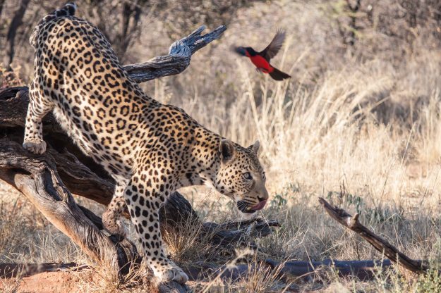 Waho the leopard at the AfriCat Foundation, with Crimson-Breasted Shrike