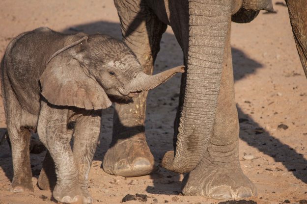 One day old baby desert-adapted elephant