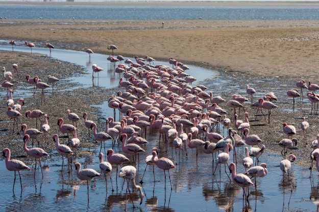 Flamingos at the Walvis Bay lagoon