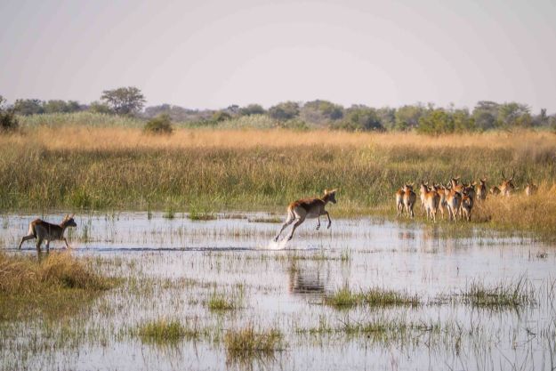 A herd of red lechwe crossing the Kwando River on the east side of the Caprivi Strip