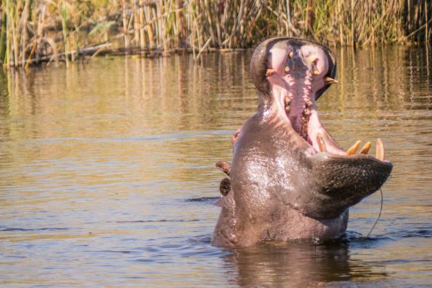 A hippo showing us who’s boss, on the Kwando River