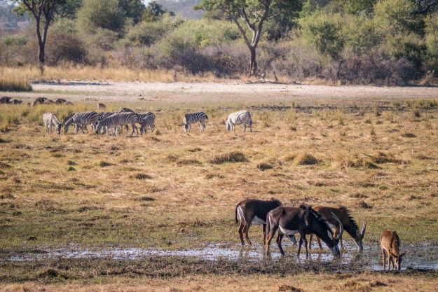 Sable antelope and zebra, in the Mahango Core Area