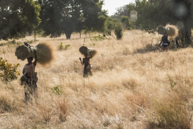 A common scene on the road side in northern Namibia - women carrying recently harvested grass for making roofs and fences