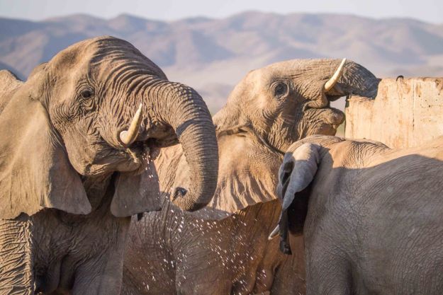 These elephants stopped at this farm for a brief drink before continuing their journey